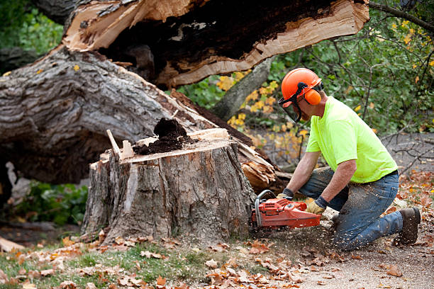 Best Tree Clearing Services  in Auburn, WA